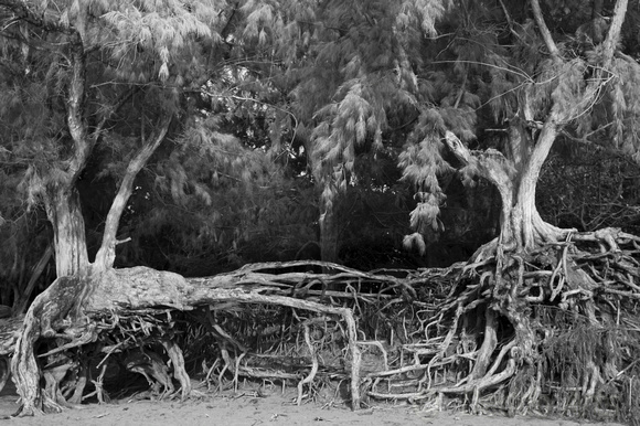 Hardwood Trees of Ke'e Beach