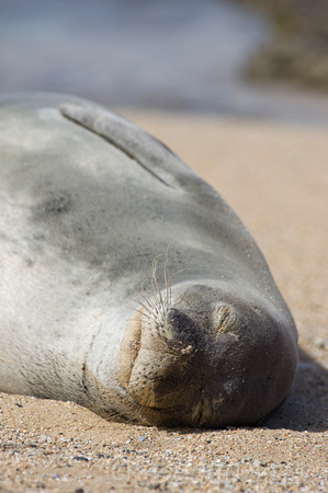 Hawaiian Monk Seal  on Secret Beach