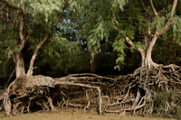 Ironwood Tree Roots on Ke'e 4