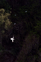 ‘Ā  Red-footed Booby flying over nesting area