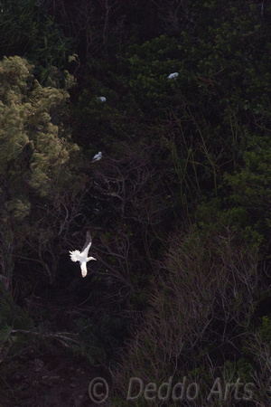 ‘Ā  Red-footed Booby flying over nesting area