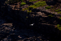 ‘Ā  Red-footed Booby over cliffs