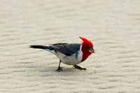 Red-crested Cardinal 4