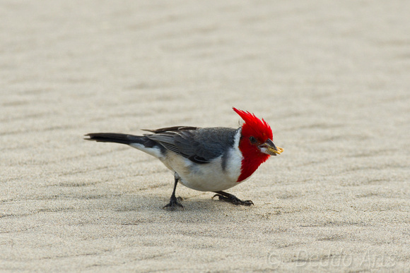 Red-crested Cardinal 4