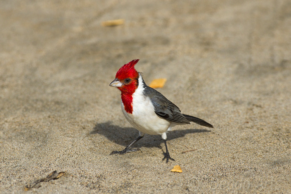 Red-crested Cardinal 5