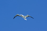 ‘Ā Red-footed Booby in flight