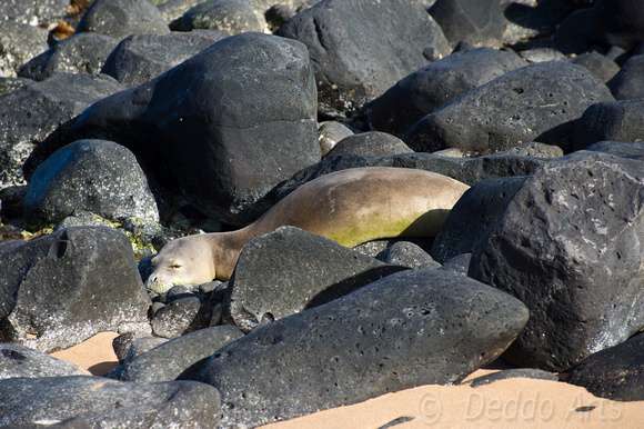 Hawaiian Monk Seal near Kapa'a 4