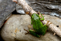 Tree Frog 02