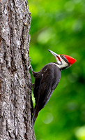 Pileated 13