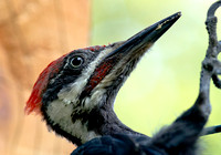 Pileated 21