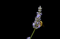 Bee on Lavender 1
