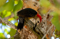 Jamaican Woodpecker 03