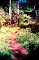 Kuilau Ridge Trail