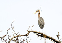 Heron at the Rookery