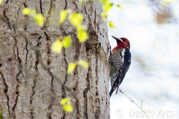 Red-Breasted Sapsucker 3