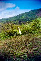 Egret on Kuilau Ridge