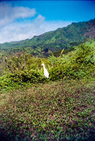 Egret on Kuilau Ridge