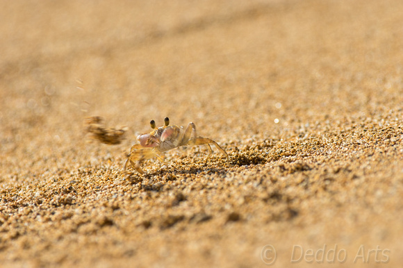 Sand Crab 4