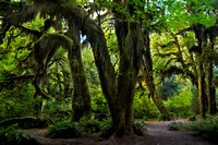 Hall of Mosses 2