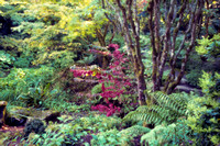 Japanese Garden Layers