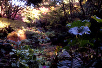 Japanese Garden Ravine