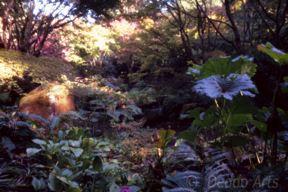 Japanese Garden Ravine