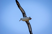 Lysan Albatross