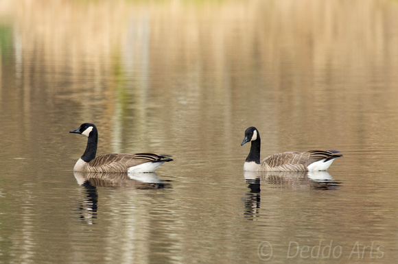 Canadian Geese 02