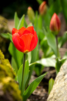Tulips 01
