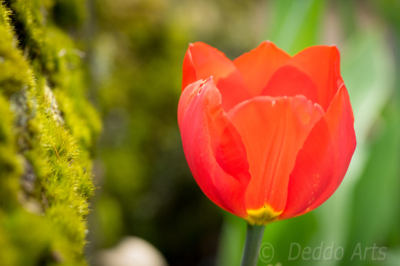 Tulips 03