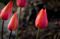 Tulips 06