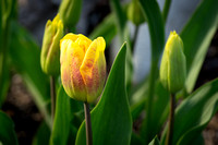 Tulips 07
