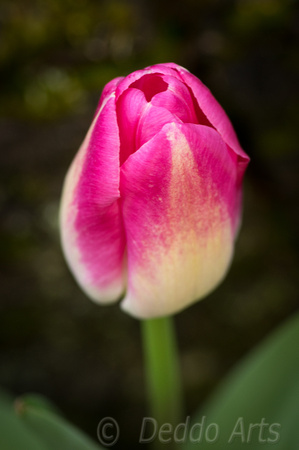 Tulips 08