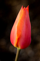 Tulips 09