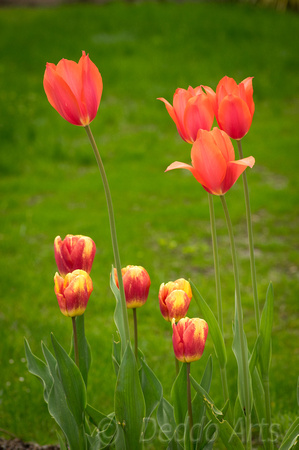 Tulips 10
