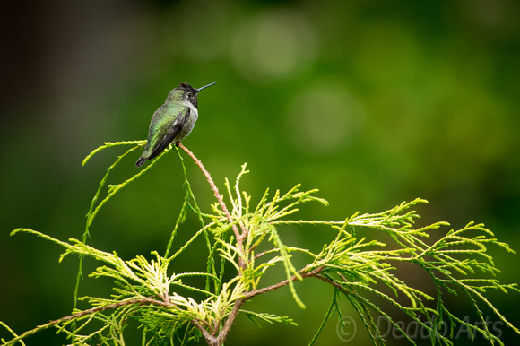 Male Anna's Hummingbird 01