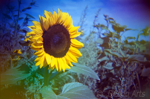 Jelly Sunflower