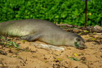Monk Seal 1