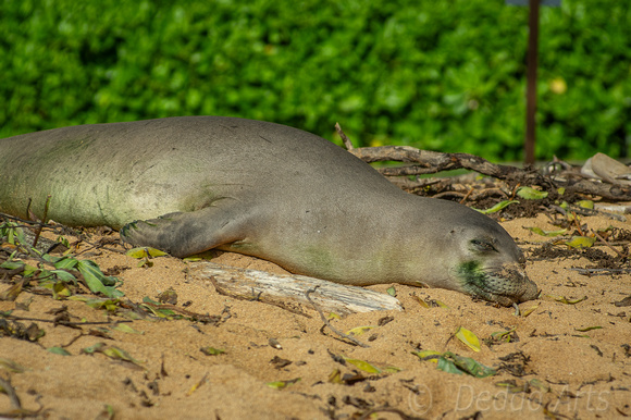 Monk Seal 1