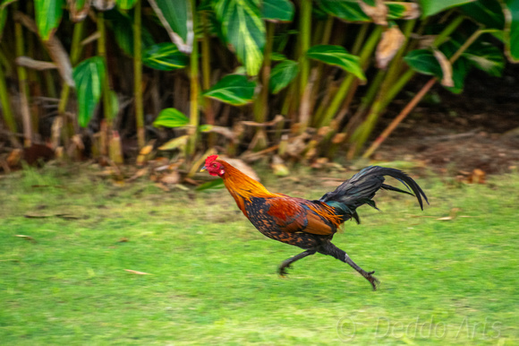 Rooster on the Run