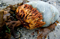 Seaweed 5