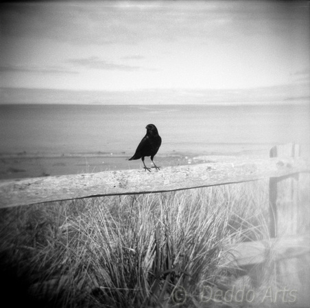 Coastal Crow