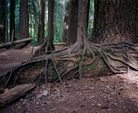 Roots over Log