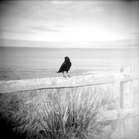 Crow on Fence